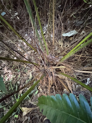 Cyathea horrida, photograph (c) Emmett Serrano, some rights reserved (CC BY)