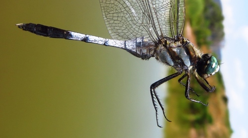 White-tailed Skimmer, photo 4 of 9