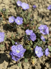 Phacelia ciliata ciliata