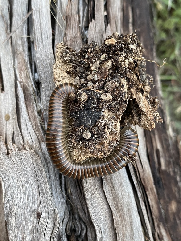 Tylobolus claremontus