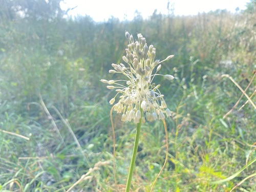 Pale garlic (Allium paniculatum)