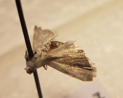 Lepidoptera