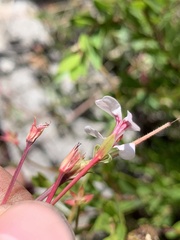 Pelargonium patulum patulum