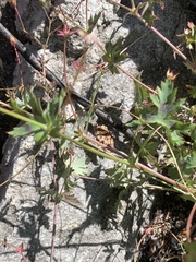 Pelargonium patulum patulum