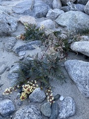 Astragalus douglasii douglasii