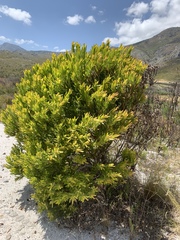 Alatosperma