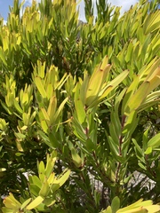 Alatosperma