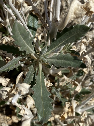 Darlington's Blazing Star (Mentzelia puberula)