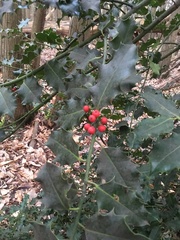Ilex aquifolium