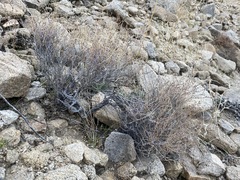 Euphorbia jaegeri