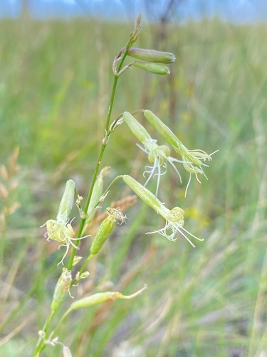 yellowgreen catchfly (Silene chlorantha)