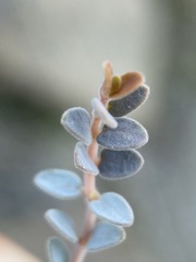 Euphorbia jaegeri