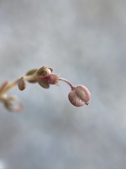 Euphorbia jaegeri