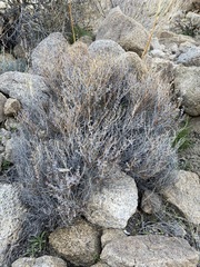 Euphorbia jaegeri