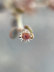 Euphorbia jaegeri