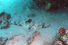 Papilloculiceps longiceps