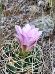 Gymnocalycium monvillei