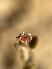 Euphorbia jaegeri