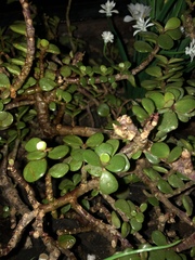 Portulacaria afra