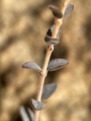 Euphorbia jaegeri