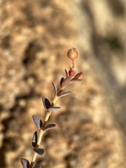 Euphorbia jaegeri