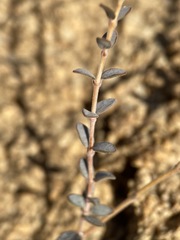 Euphorbia jaegeri