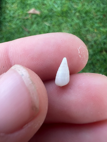 Cerithium nesioticum observed 2025-12-20