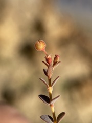 Euphorbia jaegeri