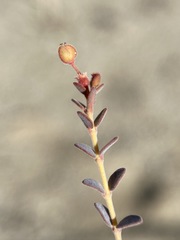 Euphorbia jaegeri