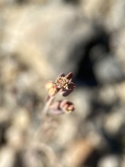 Euphorbia jaegeri