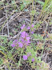 Thymus calcareus, photograph (c) Елена Патерикина, some rights reserved (CC BY)