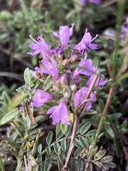 (c) Елена Патерикина, some rights reserved (CC BY) Thymus calcareus, photograph (c) Елена Патерикина, some rights reserved (CC BY)