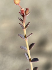 Euphorbia jaegeri