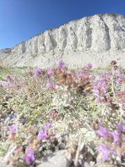 (c) Елена Патерикина, some rights reserved (CC BY) Thymus calcareus, photograph (c) Елена Патерикина, some rights reserved (CC BY)