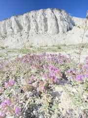 (c) Елена Патерикина, some rights reserved (CC BY) Thymus calcareus, photograph (c) Елена Патерикина, some rights reserved (CC BY)