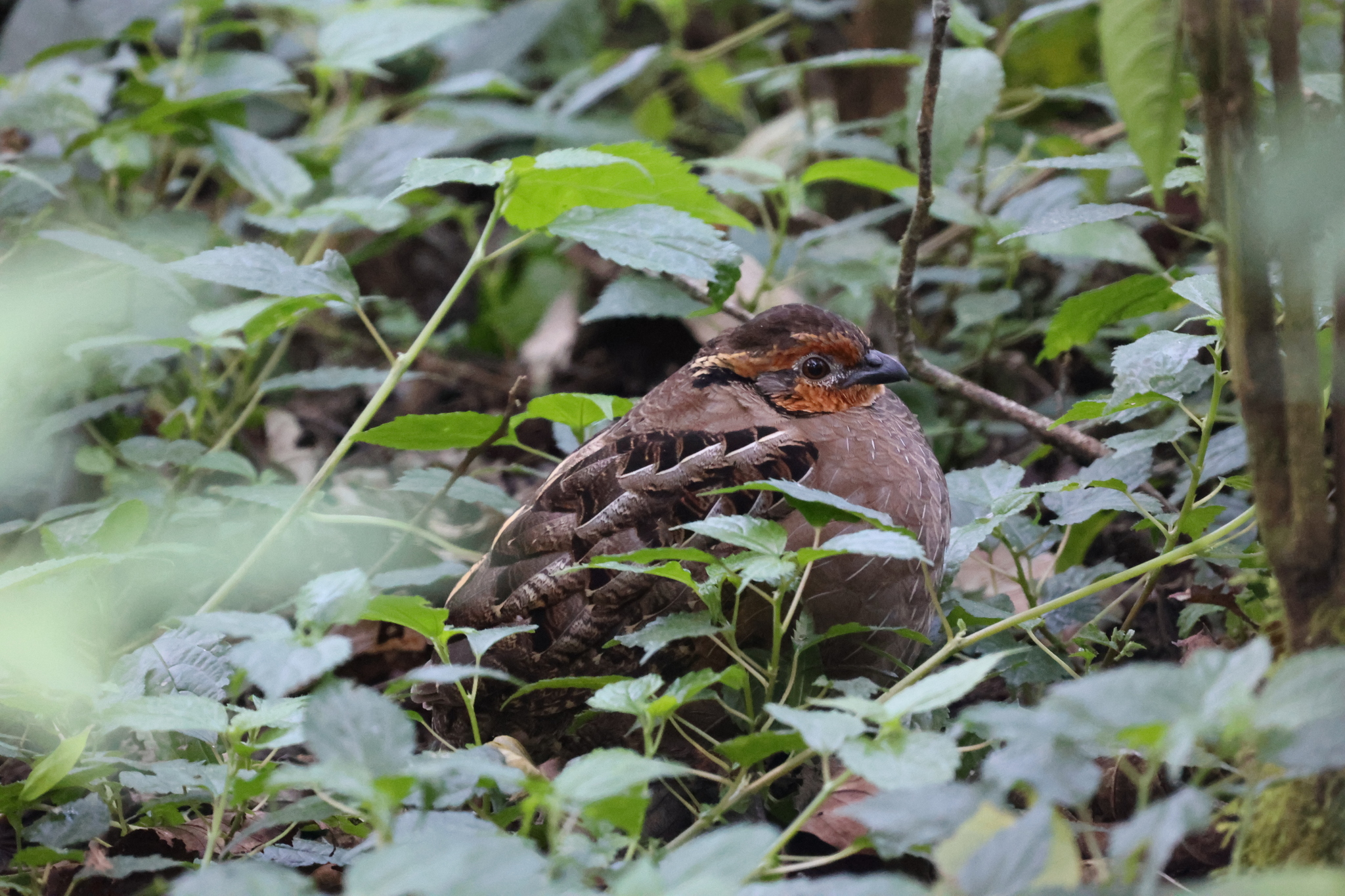 Singing Quail (Dactylortyx thoracicus), photo 1