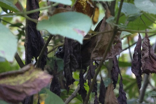 Grey-crowned Ground Sparrow (Melozone occipitalis), photo 4