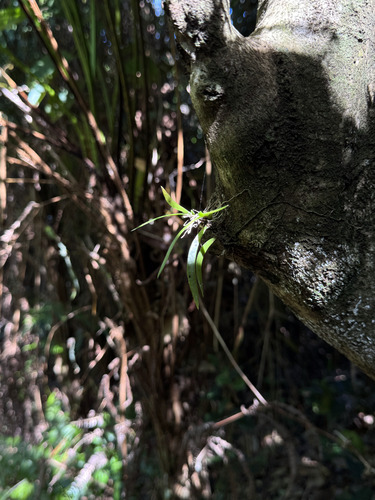 Tolumnia variegata, photograph 4