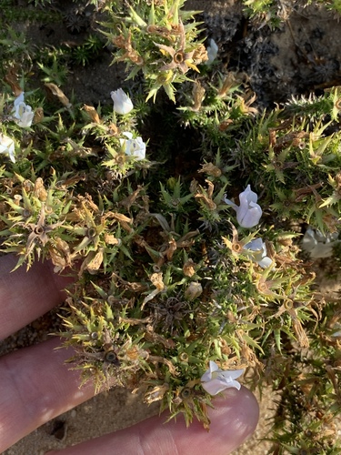 Namaqua Bell (Roella bryoides)