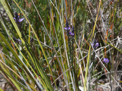 Comesperma calymega