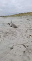 Carcharhinus brachyurus