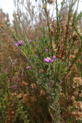 Comesperma retusum