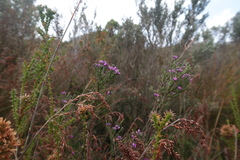 Comesperma retusum