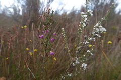 Comesperma retusum