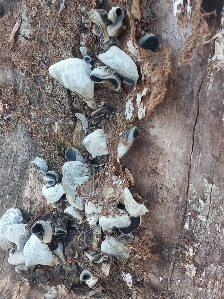 Auricularia · December 2025 · photo: © s3alampr3y (iNaturalist, cc-by)