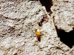 Myrmecophilus myrmecophilus