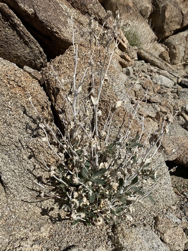 Image of Mentzelia puberula by (c) Matt Berger, some rights reserved (CC BY)