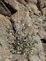 Mentzelia puberula