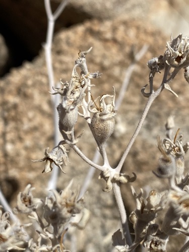 Image of Mentzelia puberula by (c) Matt Berger, some rights reserved (CC BY)