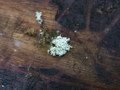 Roccellinastrum neglectum